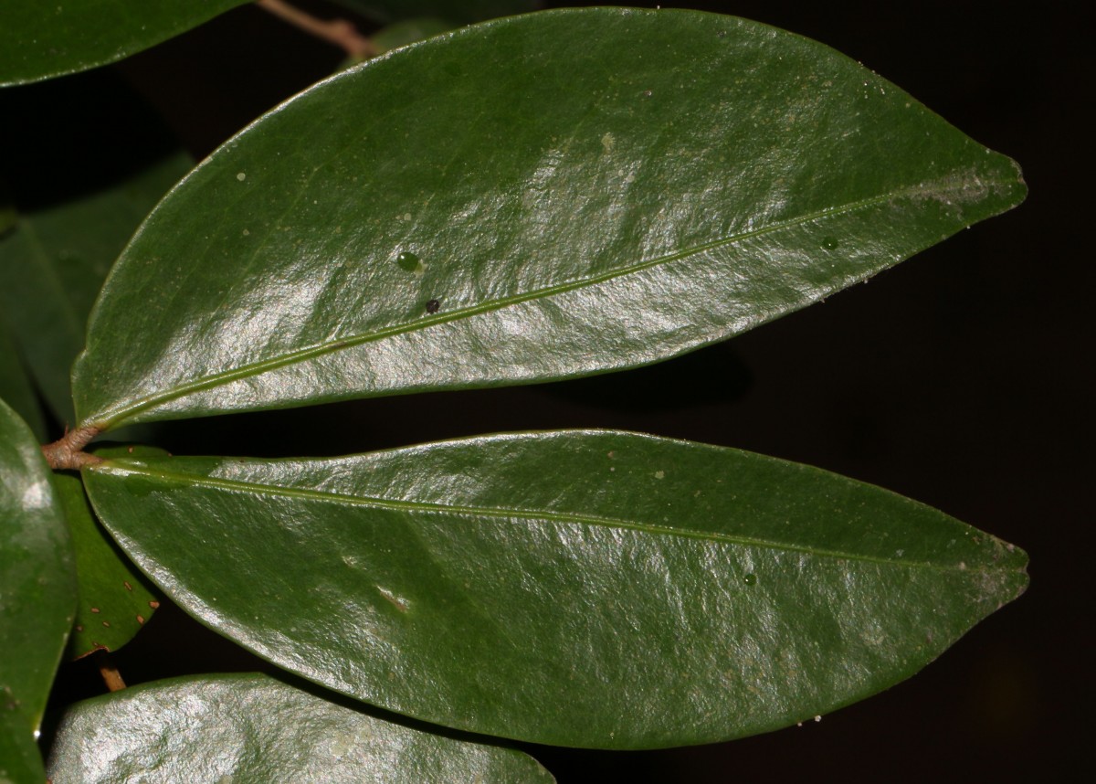 Cynometra cauliflora L.